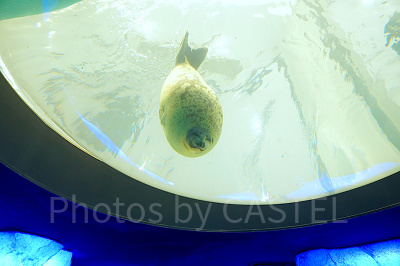 海遊館の北極圏水槽（のぞき窓部分）