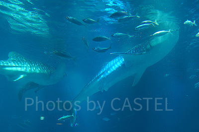 海遊館のジンベエザメ
