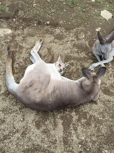 子育て中のカンガルー／那須どうぶつ王国