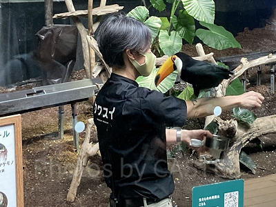 飼育員解説　オニオオハシ編