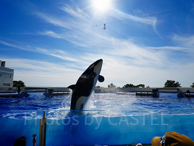 神戸須磨シーワールドのシャチショー：感想