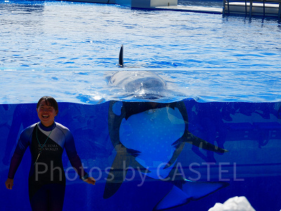神戸須磨シーワールドのシャチショー：シャチの豆知識