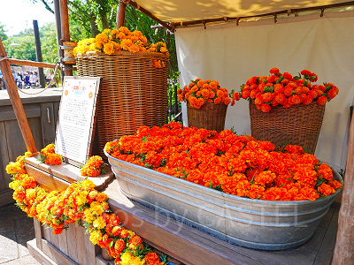 マリーゴールドと死者の日の関係