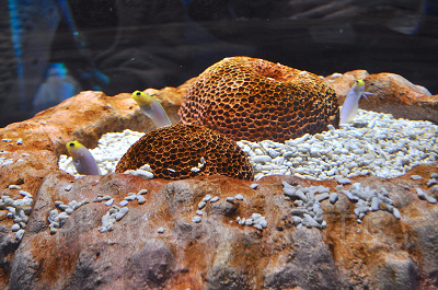 MARINE NOTE 生命のゆらぎ/神戸ポートミュージアムアトア