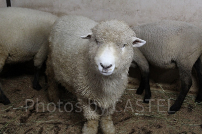 かわいい動物たちに会えるマザー牧場