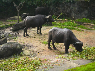 ナイトサファリ：水牛