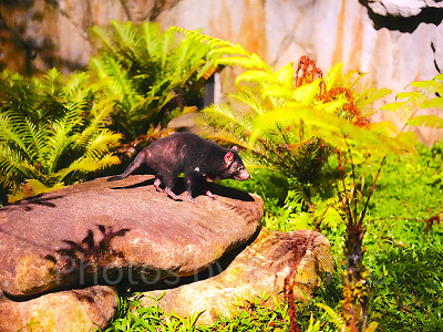 ナイトサファリ：タスマニアン・デビル