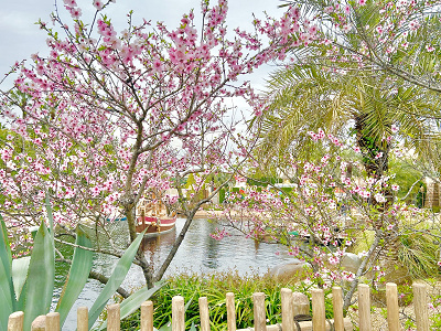 サルタンズ・オアシス向かい側の桜