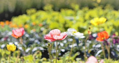 オルの名前の意味