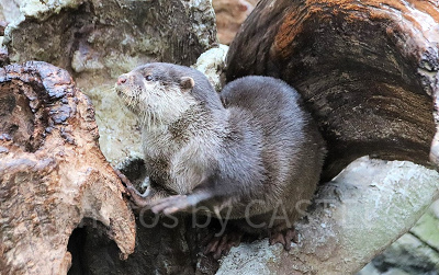 海遊館のカワウソ