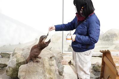 アドベンチャーワールドのカワウソの食事タイム
