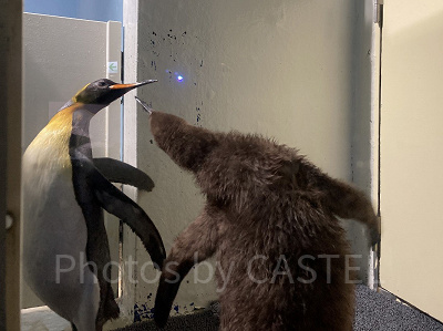 親と戯れるペンギンのヒナ