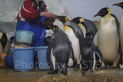 ペンギンの食事タイム