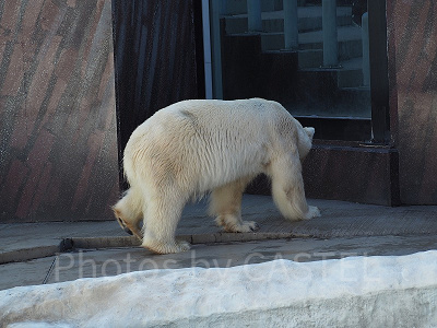 上野動物園のシロクマ
