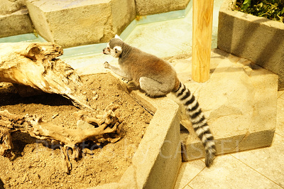 ワオキツネザル