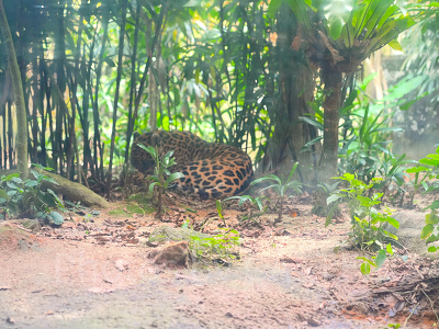 リバーワンダー：アマゾンリバークエストで会えるジャガー