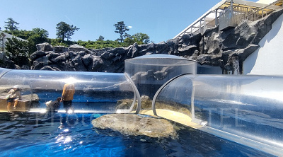 海獣の王国水槽