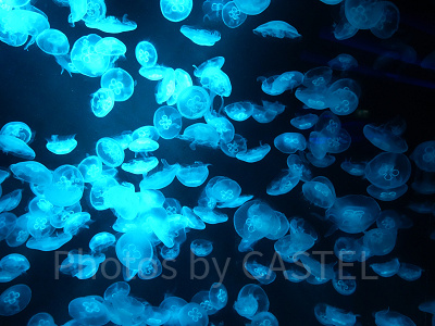 シーアクアリウム:クラゲの群れ