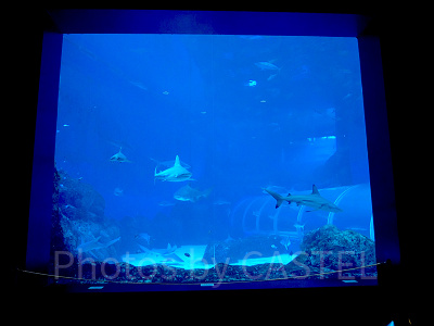 シーアクアリウム：エイペックス・プレデターズ・オブ・ザ・シー