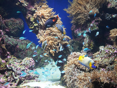 シーアクアリウム:多様な海の生き物を飼育