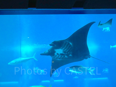 シーアクアリウム:空を飛ぶように泳ぐマンタは大迫力!