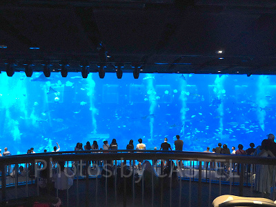 シーアクアリウム：館内最大級の水槽「オープンギャラリー」