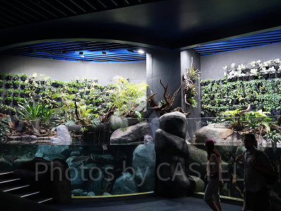 シーアクアリウム：クァーキー・アダプション