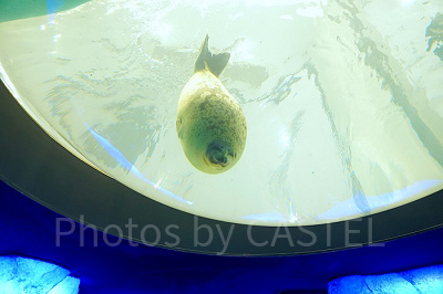 海遊館のアザラシ