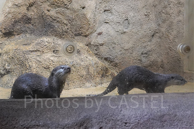 コツメカワウソ