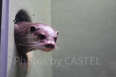 コツメカワウソ