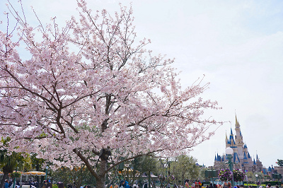 ホームストア前の桜はシンデレラ城をバックに撮影できる