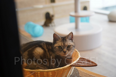 ソラネコカフェ