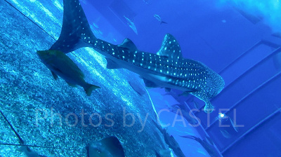 美ら海水族館といえばジンベエザメ