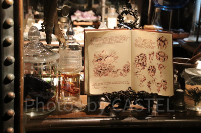 発光生物とキノコの標本