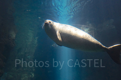 ゴマフアザラシ