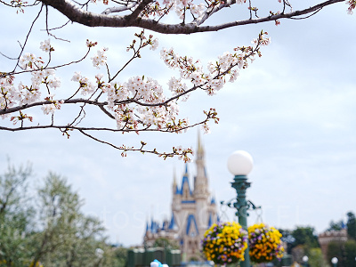 ディズニーランドの桜