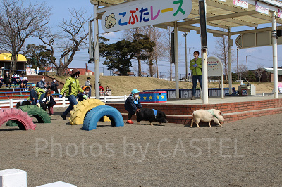 自由気ままなこぶたの動きにレースは大盛り上がり