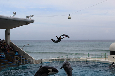 シャチが水中からトレーナーを押し上げて大ジャンプ!