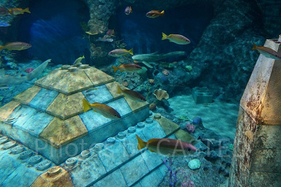 サブマリン・アドベンチャーで観察できる海底