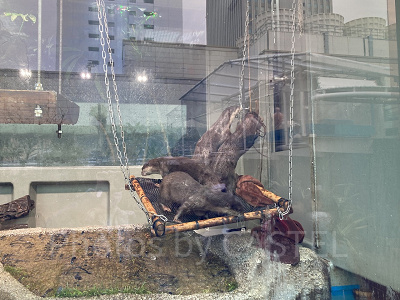 カワウソたちの水辺