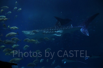 ジンベイザメも人気者♪