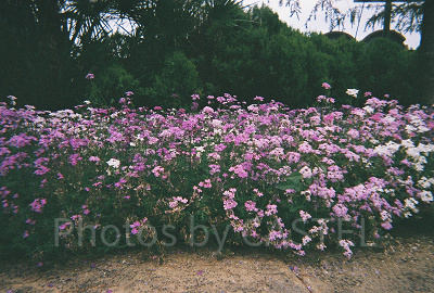 「写ルンです」とは?