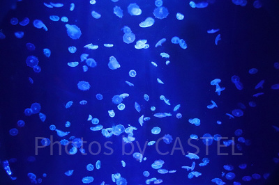 実写版アースラは誰が演じる？