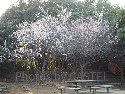 会場ではお花なども楽しめます