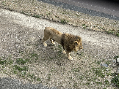 22 アドベンチャーワールドの営業時間 定期的に休園日あり 春休みやgw 夜間の特別営業情報も 22 アドベンチャーワールドの営業時間 定期的に休園日あり 春休みやgw 夜間の特別営業情報も