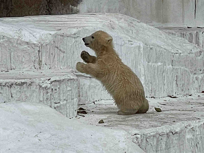 天王寺動物園 シロクマの親子に会いに行こう 観覧方法や見どころ ギフトショップ情報も