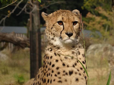 よこはま動物園ズーラシア 料金 割引方法11選 Jaf会員証や子育てパスポートで割引あり