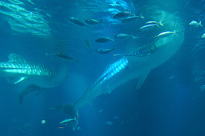 22 海遊館チケット料金まとめ 1日券 バックヤード見学チケット 他施設セット券など 年パスは廃止 22 海遊館チケット料金まとめ 1日券 バックヤード見学チケット 他施設セット券など 年パスは廃止