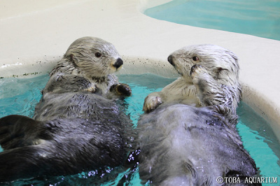 未開封】鳥羽水族館 ラッコのメイとキラ 写真集 定番の中古商品 5040円