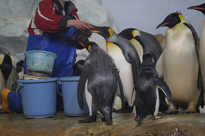 アドベンチャーワールドのペンギンを解説 全8種類の種類 人気のイベント お土産情報も